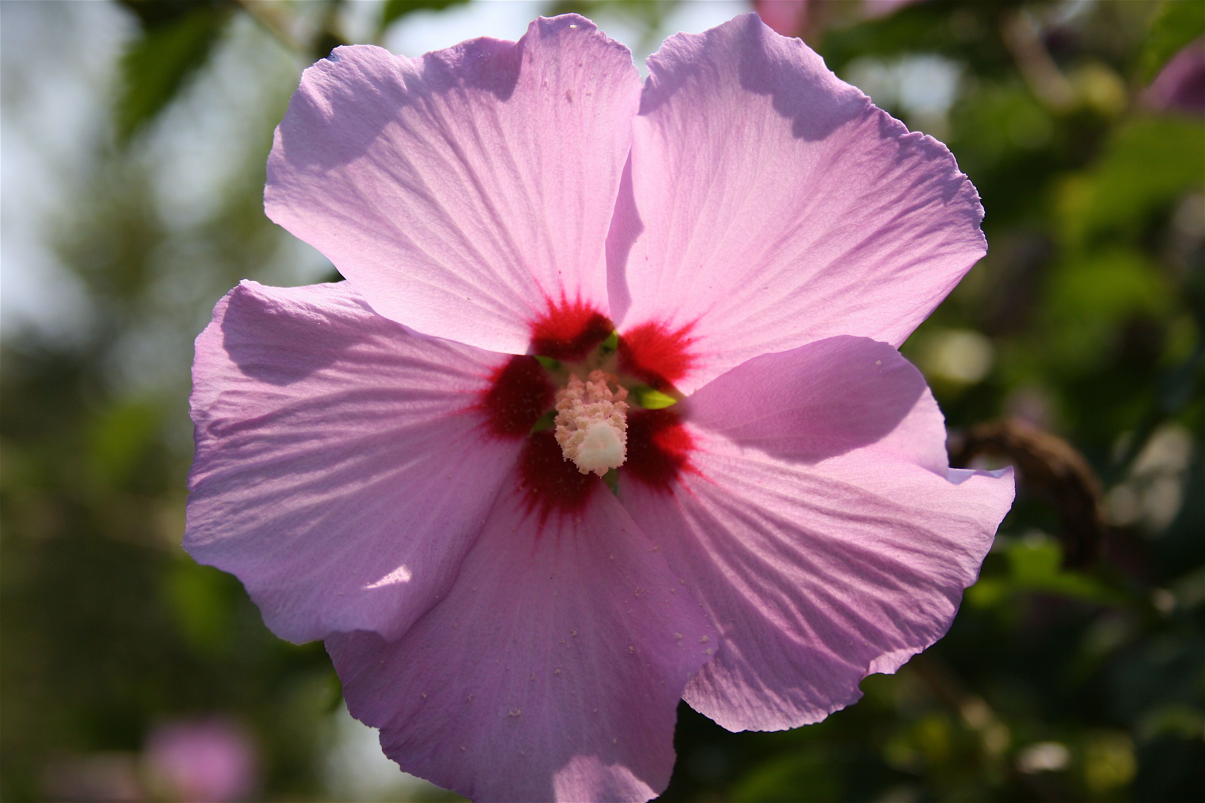 Archivo:Garden Hibiscus.JPG - Wikipedia, la enciclopedia libre
