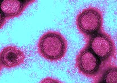 Virus de la grippe A-H1N1 (couleurs artificielles)