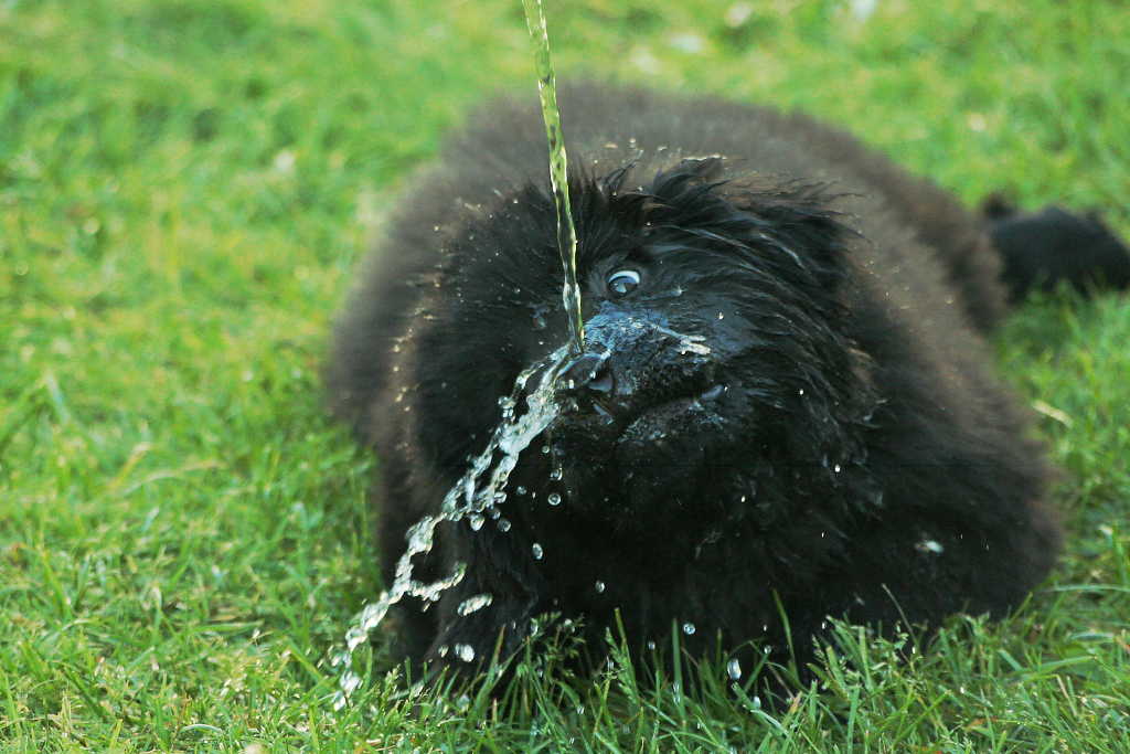 newfoundlander dogs