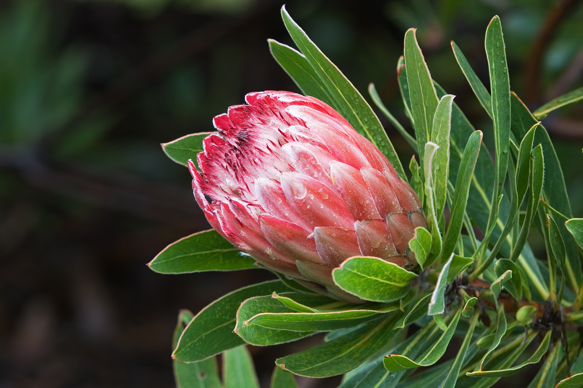 Protea Pics