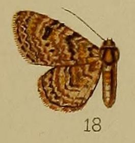 Chloroclystis polygraphata