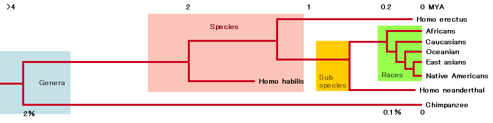 http://upload.wikimedia.org/wikipedia/commons/9/99/Human_evolutionary_tree.jpg