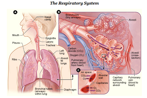 Human respiratory system-NIH