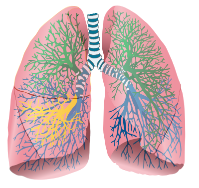 English: Lungs, adapted for use in Häggström d...