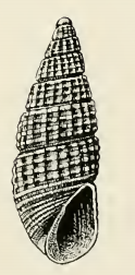 Odostomia communis