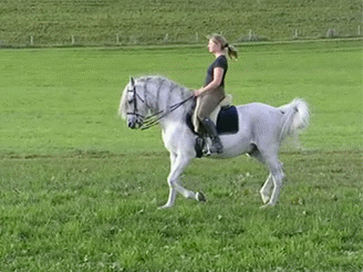 andalusian horse gif