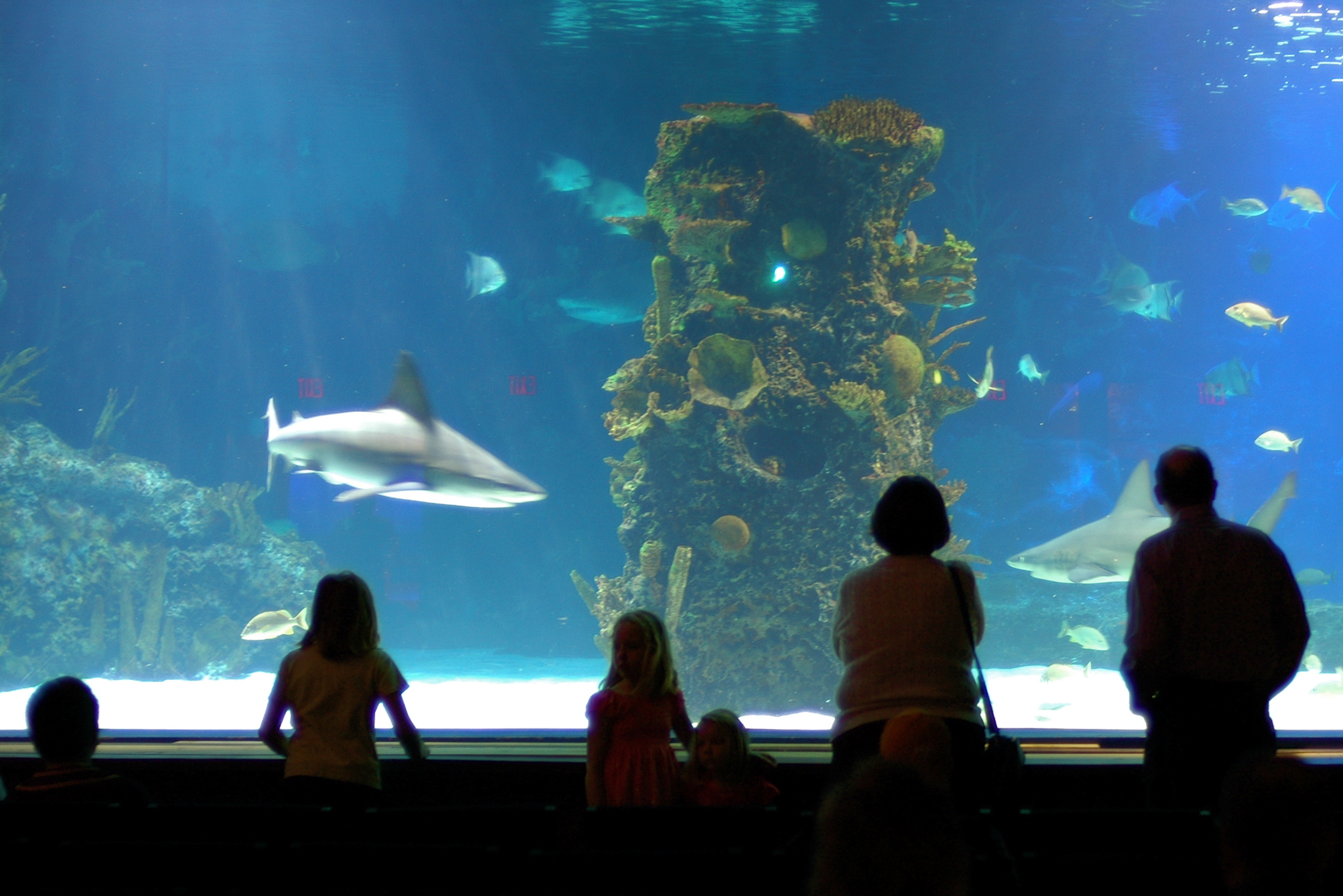 File:Sharktank at Newport Aquarium.jpg Wikimedia Commons