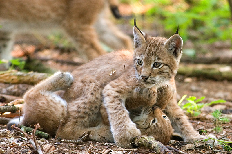 http://upload.wikimedia.org/wikipedia/commons/9/99/Two_lynxes_playing.jpg