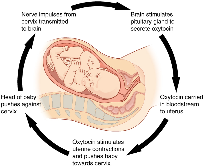 Human anatomy and physiology powerpoint lectures