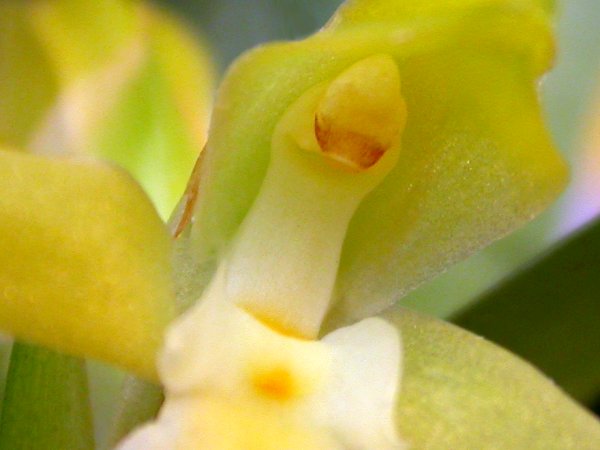 Maxillaria imbricata image