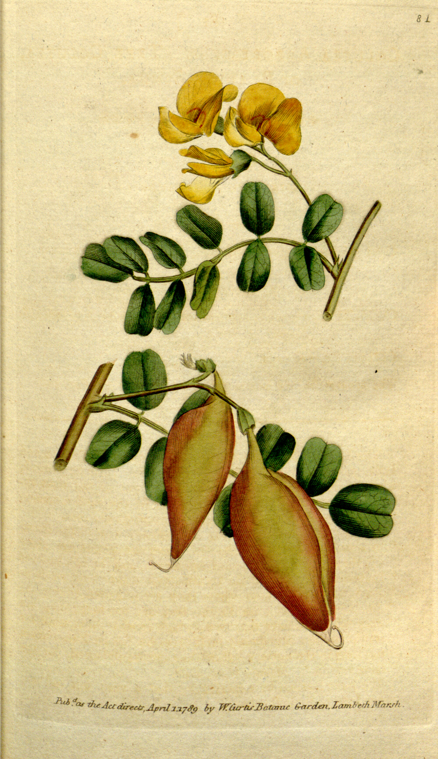 The_Botanical_Magazine,_Plate_81_(Volume_3,_1790).png