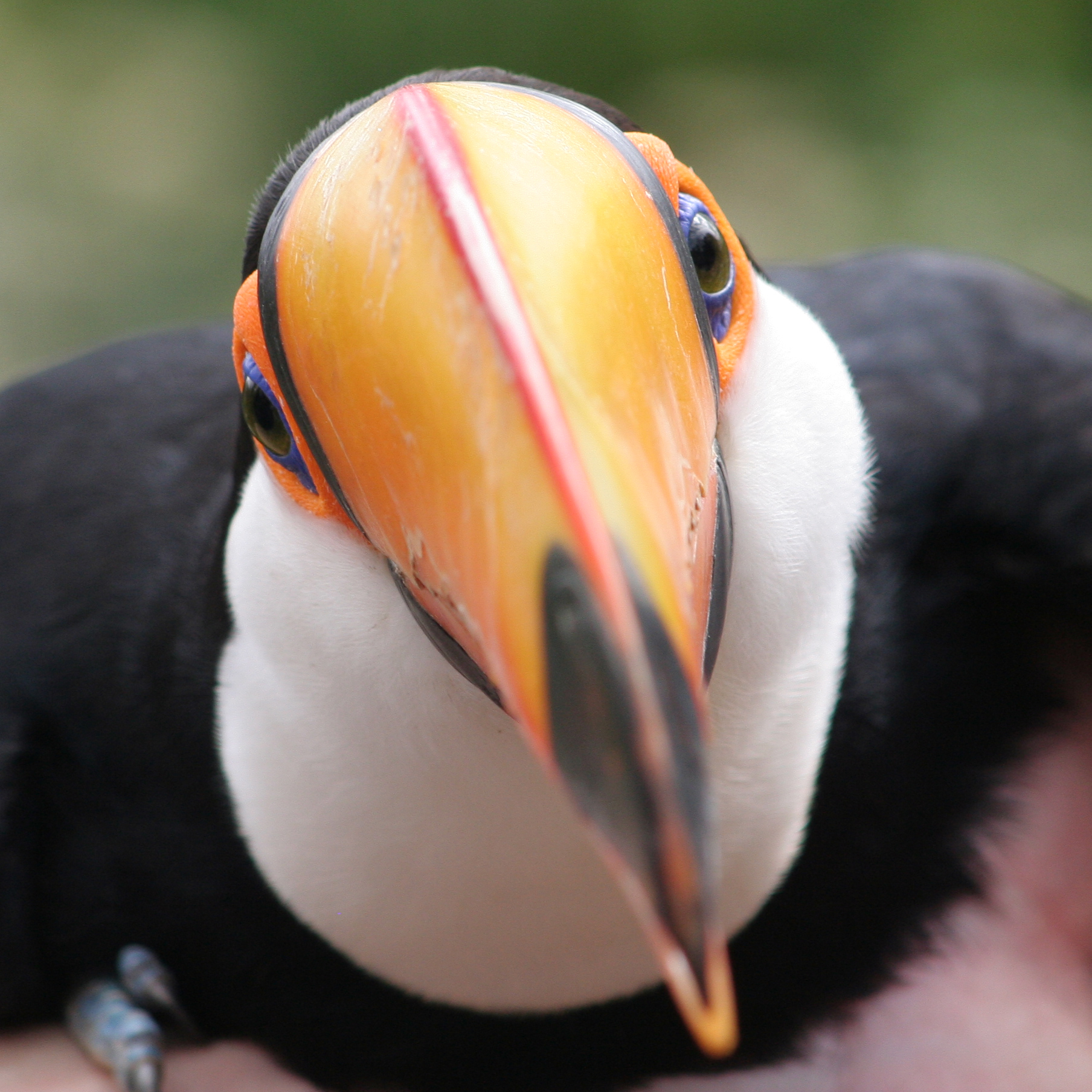 toco toucan