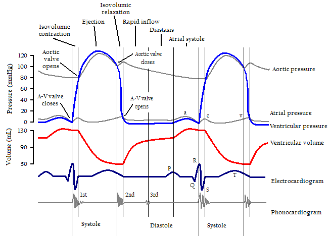 Wiggers Diagram