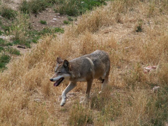Fichier:Canis lupus Parc des Loups 003.jpg