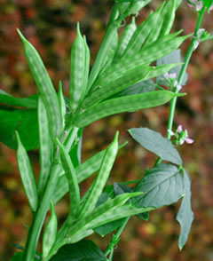 Description de l'image Cluster bean-guar-Cyamopsis psoralioides-Cyamopsis tetragonolobus-TAMIL NADU73.jpg.