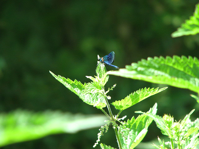 English: Damselfly perched on nettle The wild ...