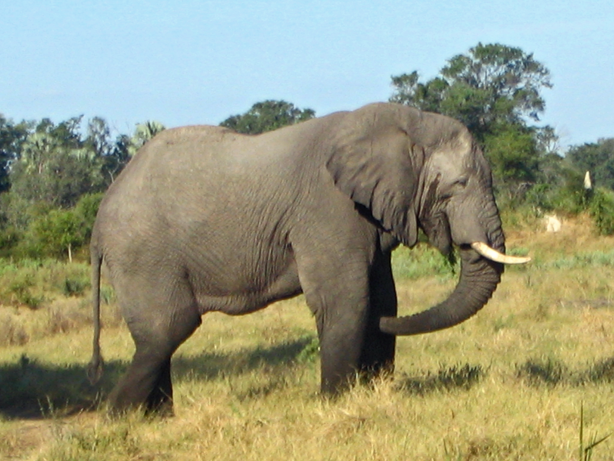 File Elephant in Botswana JPG