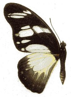 Graphium almansor