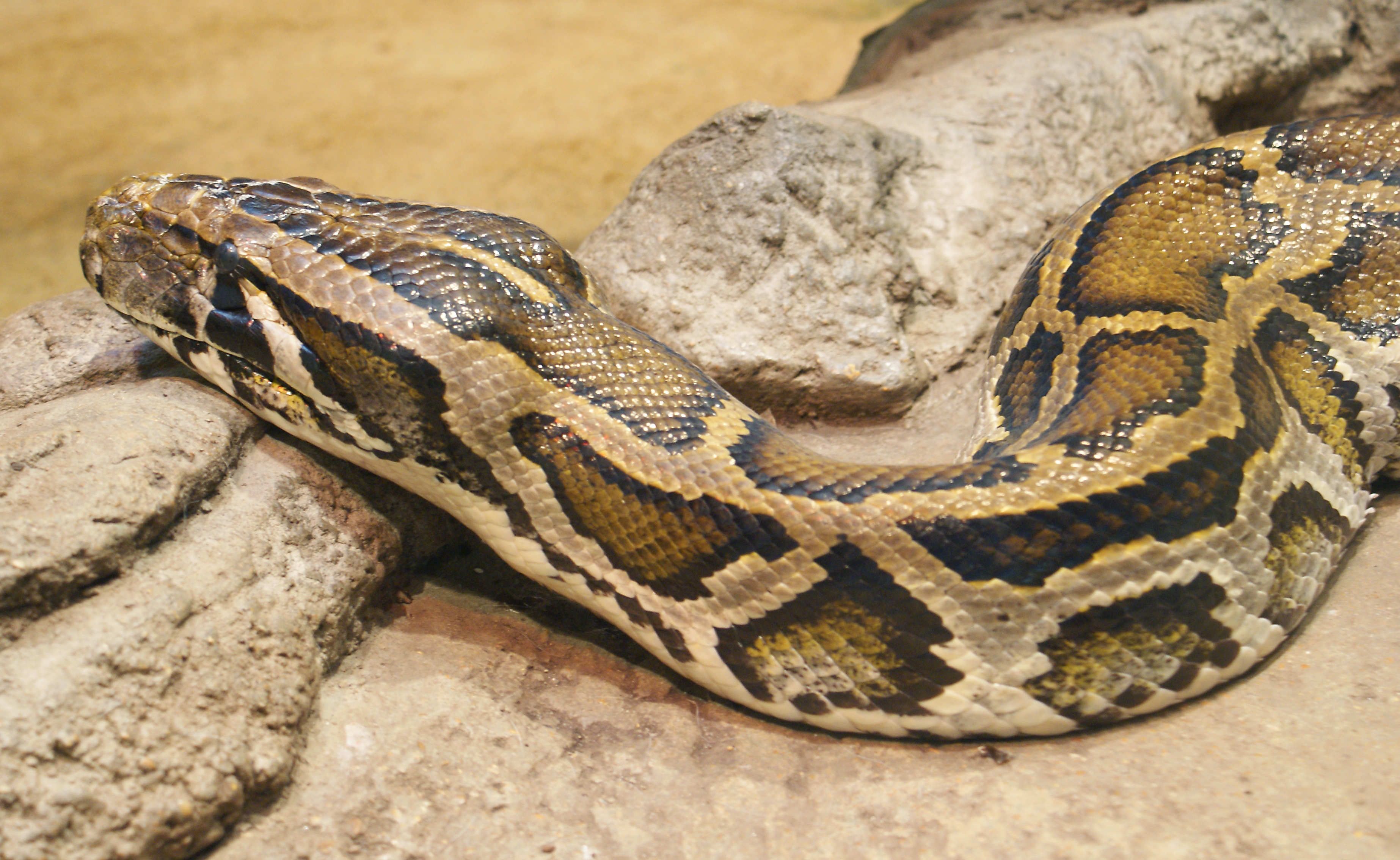 python molurus