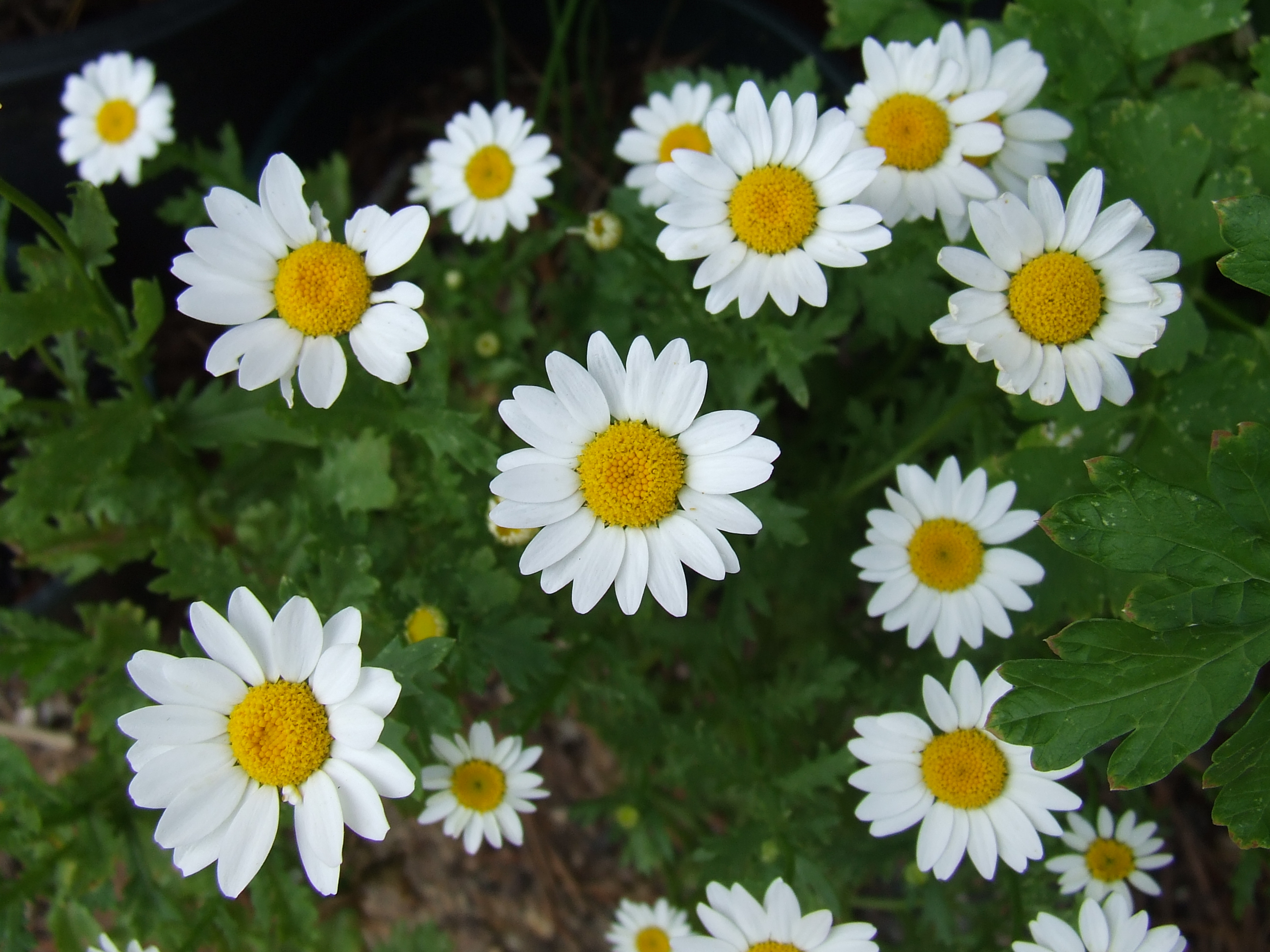 Daisies+pictures