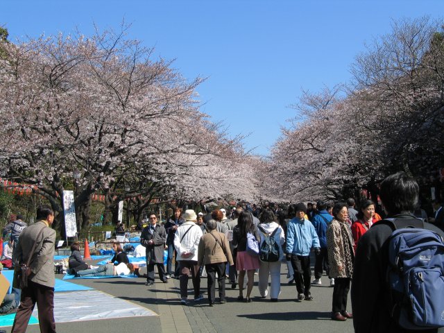 hanami au parc de Ueno