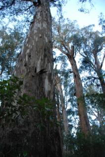 Description de l'image Brown Mountain old growth tree.jpg.