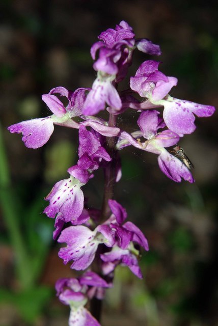 Orchis_mascula_-_geograph.org.uk_-_13059