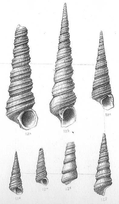 Turritella_incrassata.jpg