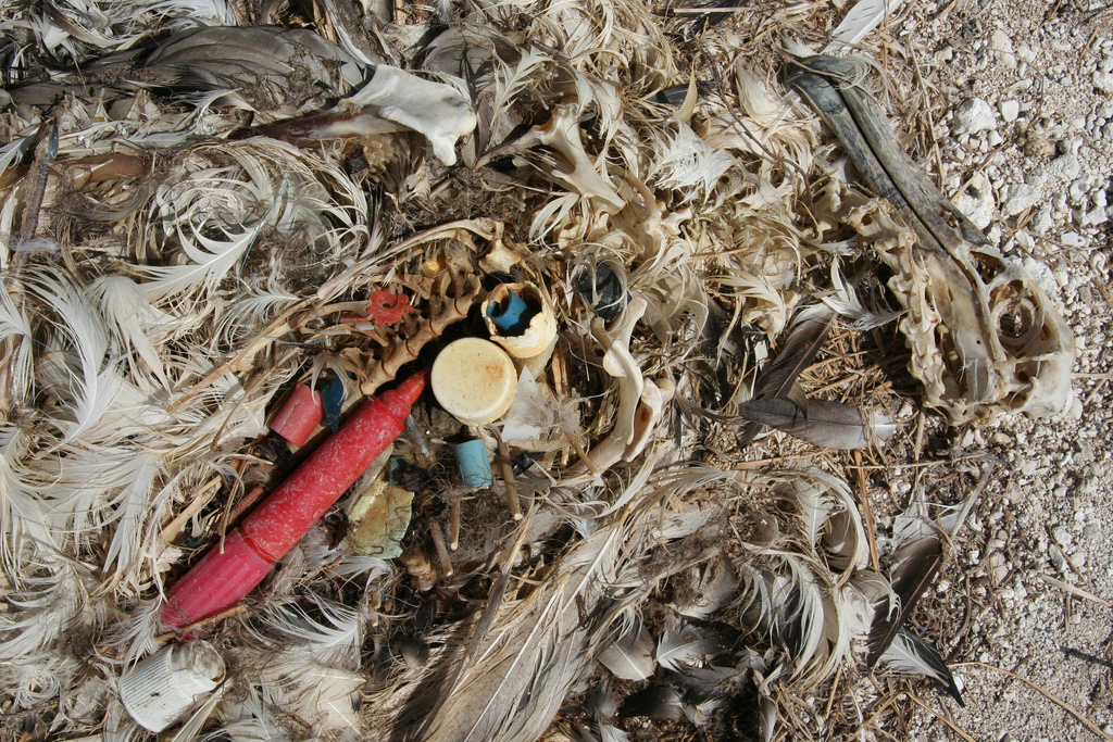 Albatros kreeg plastic voeding