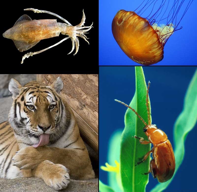 Animalia Pictures