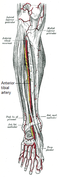 Antaŭa tibia arteri.png