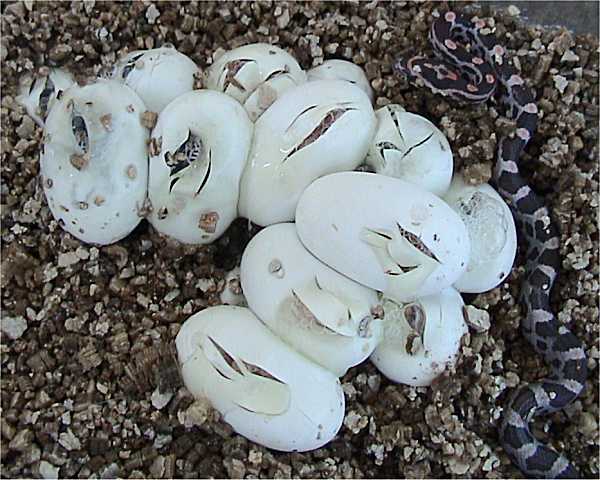 Description Corn Snake eggs.jpg