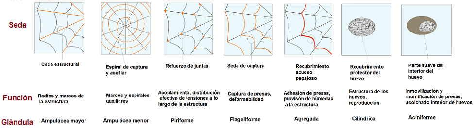 Tipos de seda de araña, sus funciones y glándulas donde son secretadas.