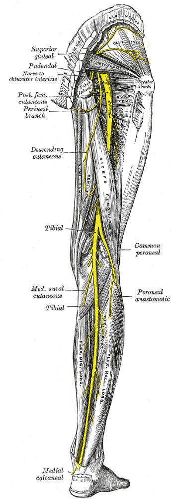 Posterior Neuromuscular Anatomy of Human Leg