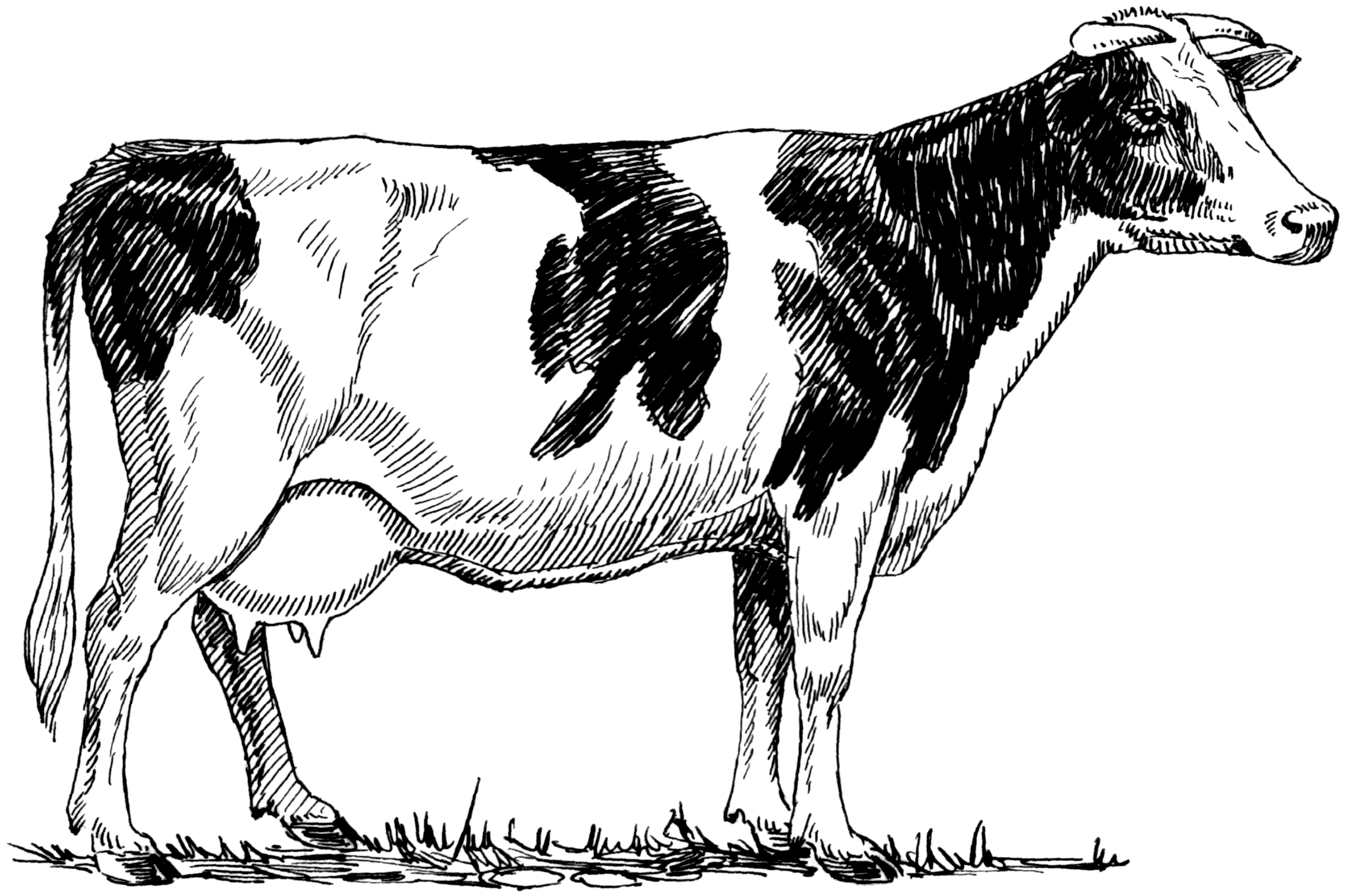 Holstein (©wikimédia)