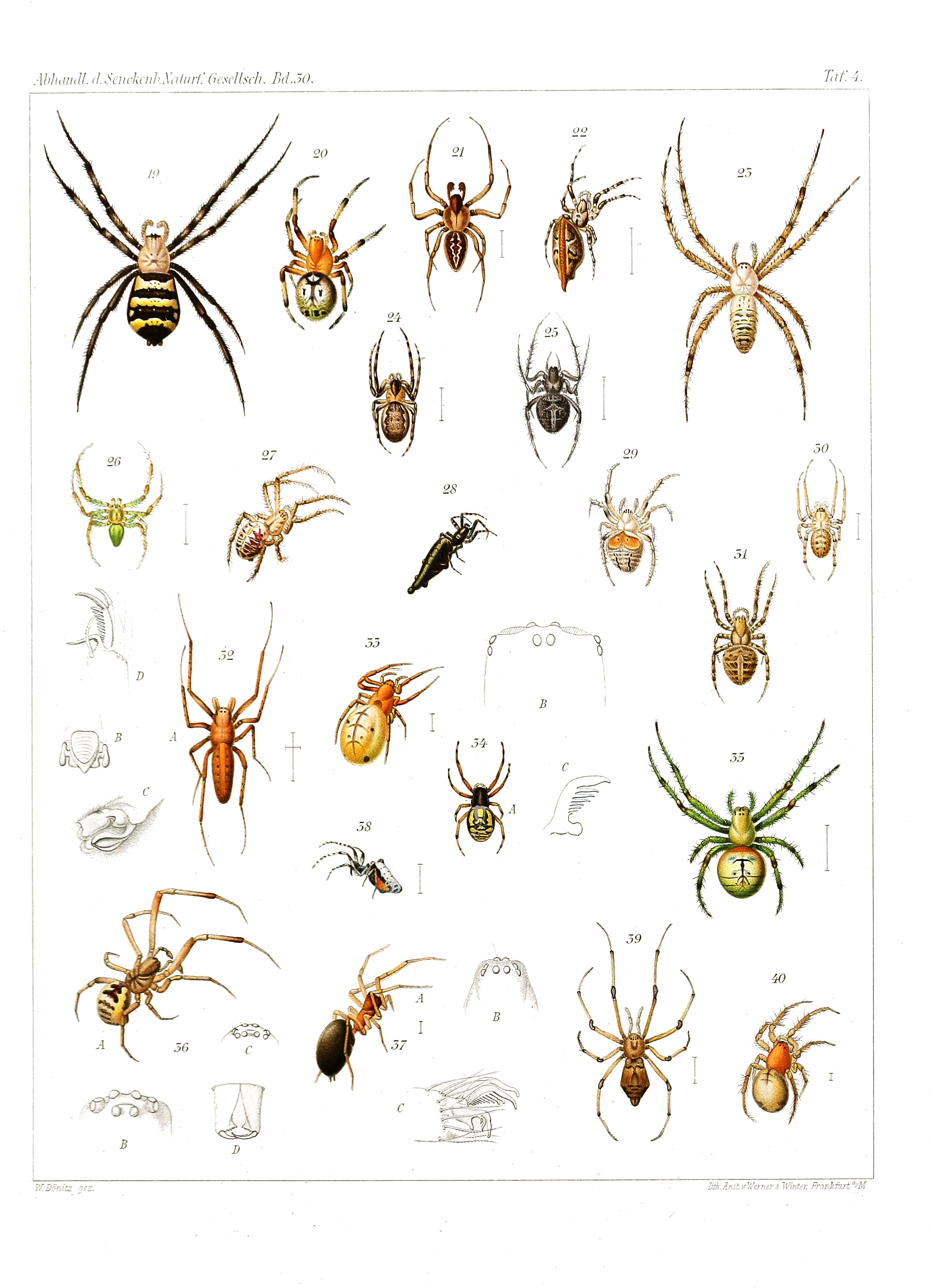 Japanese-spiders-Dönitz-Boesenberg-1909-Tafel4