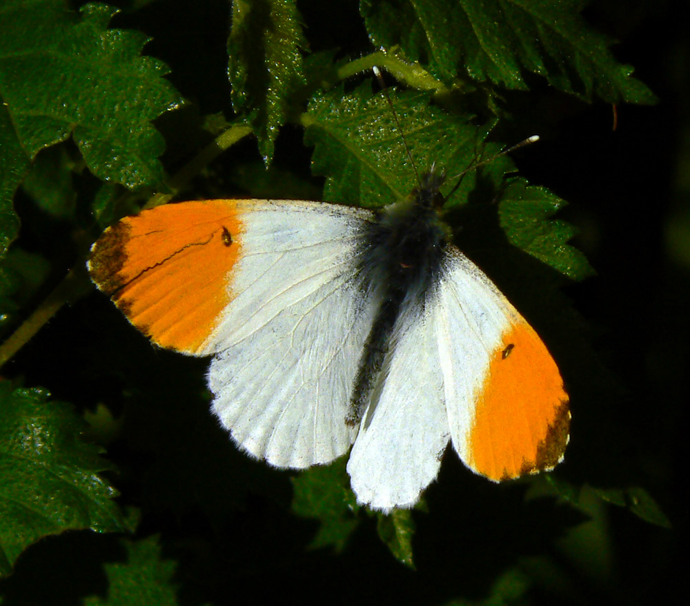 Orange Tip Butterflies