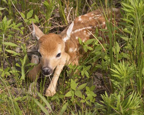 Newborn Fawn web