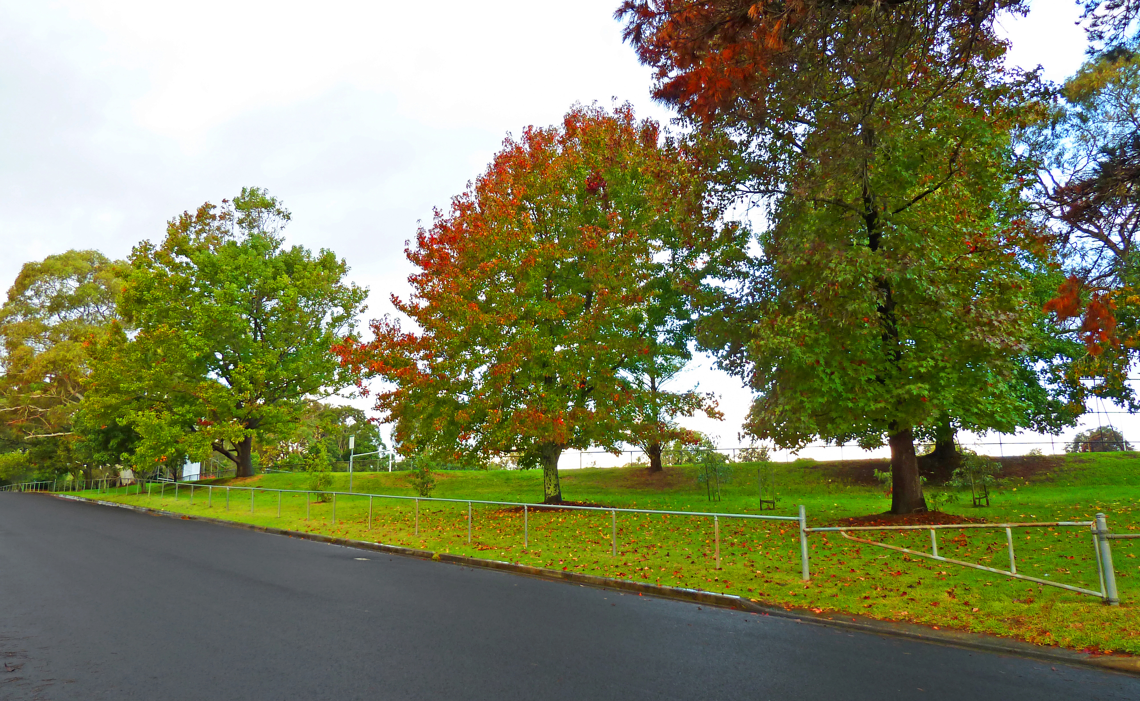 Алеите Roseville_Park_Oval,_Roseville,_from_Chelmsford_Avenue,_Lindfield,_New_South_Wales