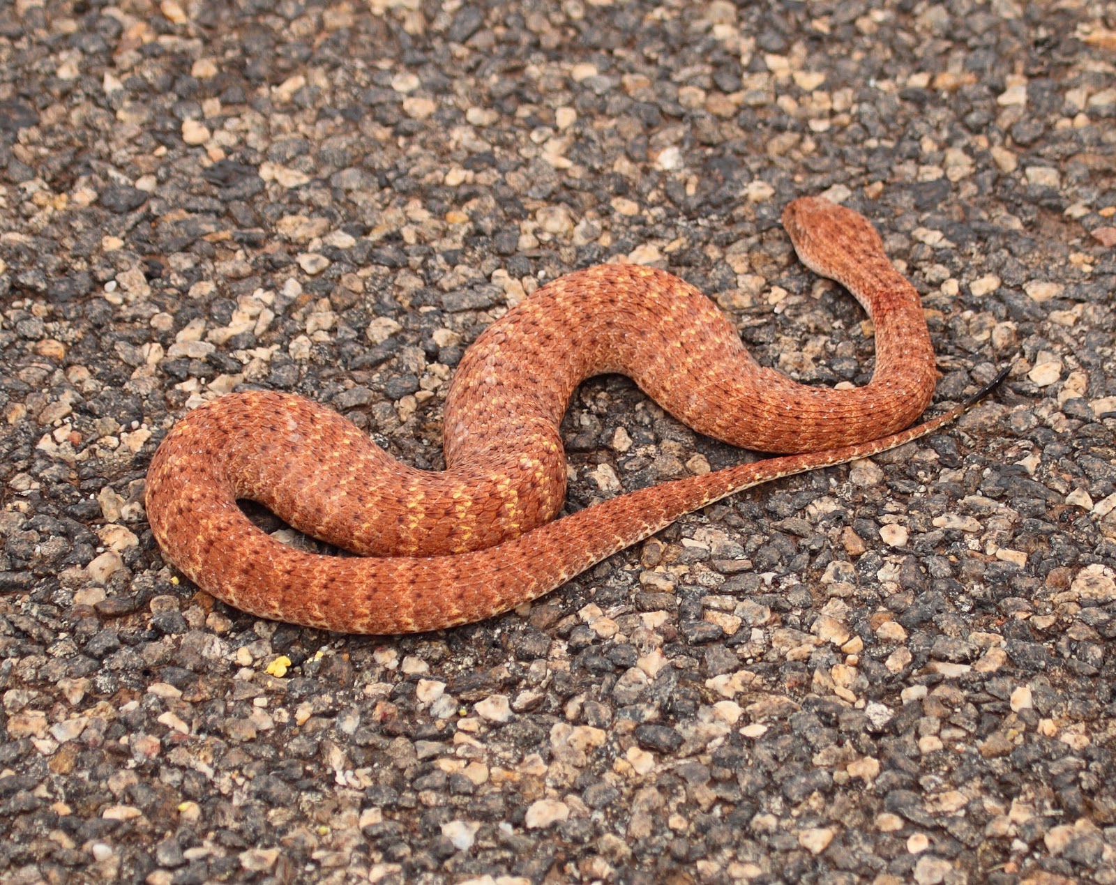 Acanthophis pyrrhus image