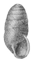 Edentulina moreleti