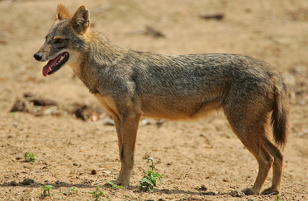 File:Flickr - Rainbirder - Golden Jackal.jpg - Wikipedia