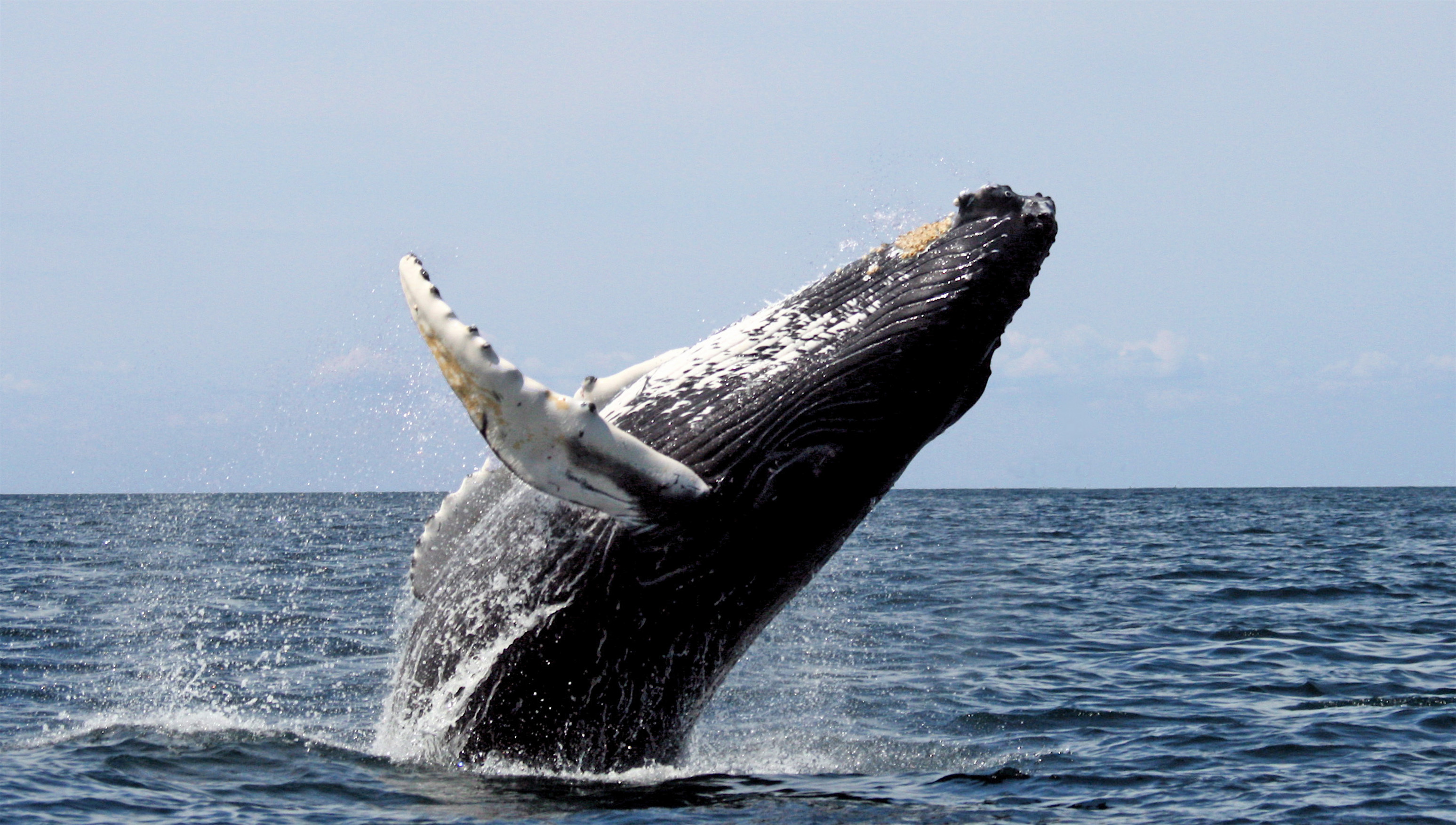 Whale jumping out of water