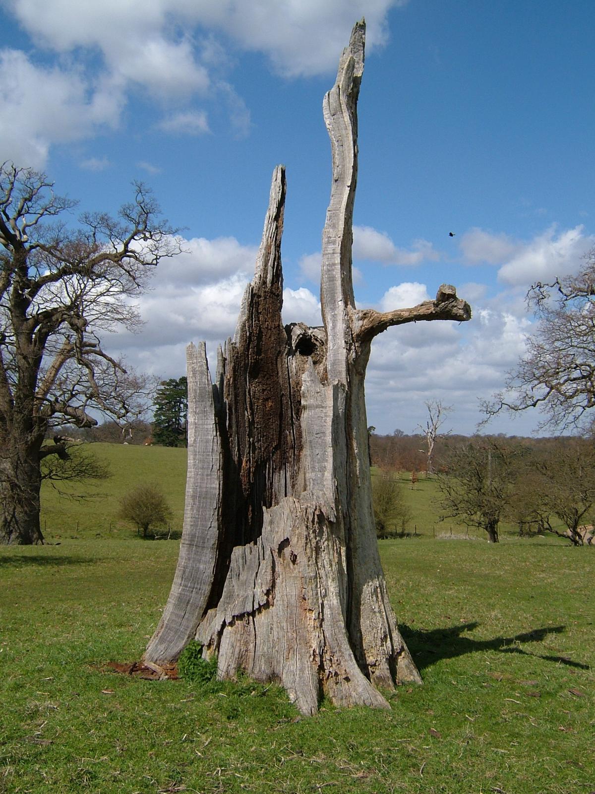 ickworth park