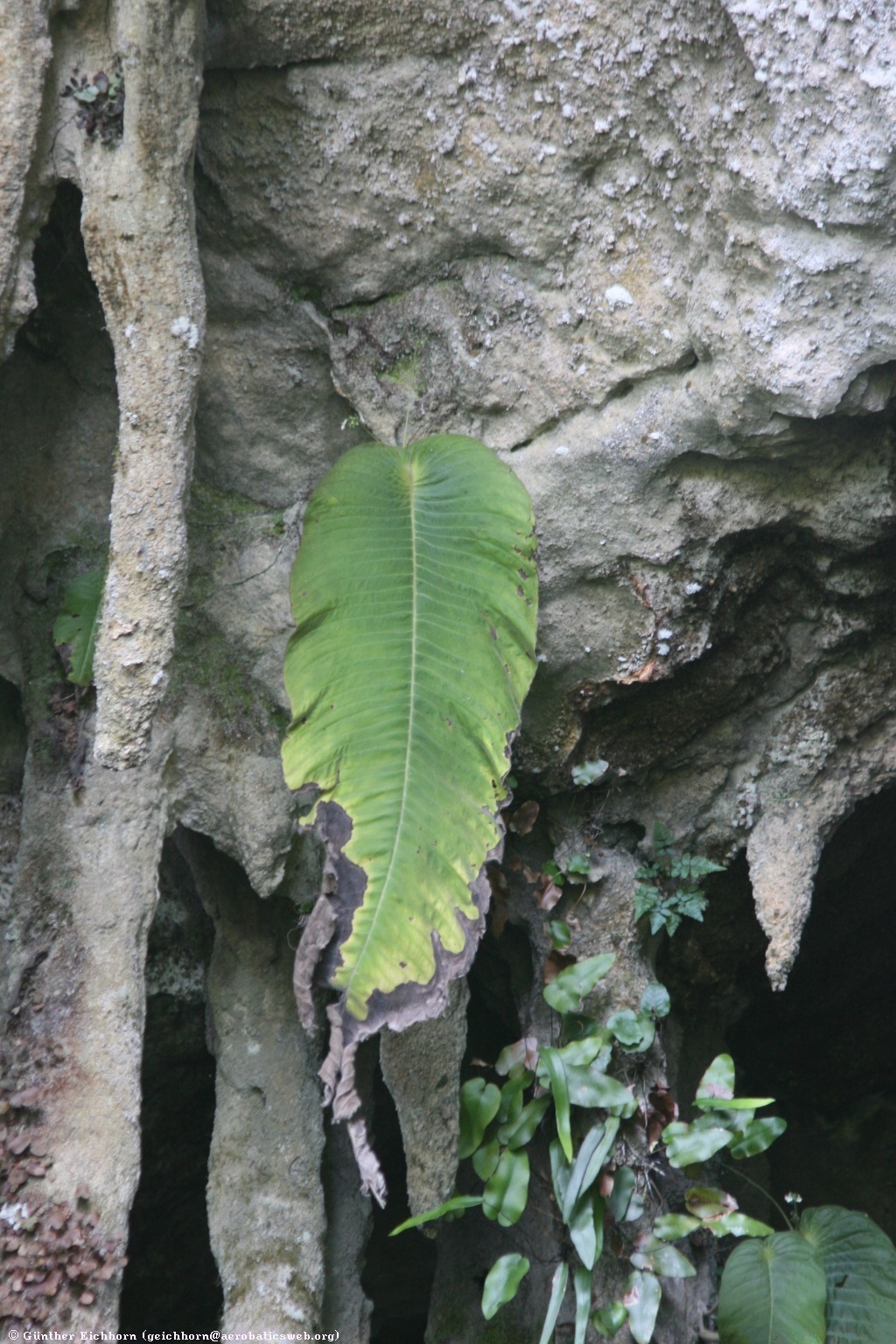 Monophyllaea pendula image