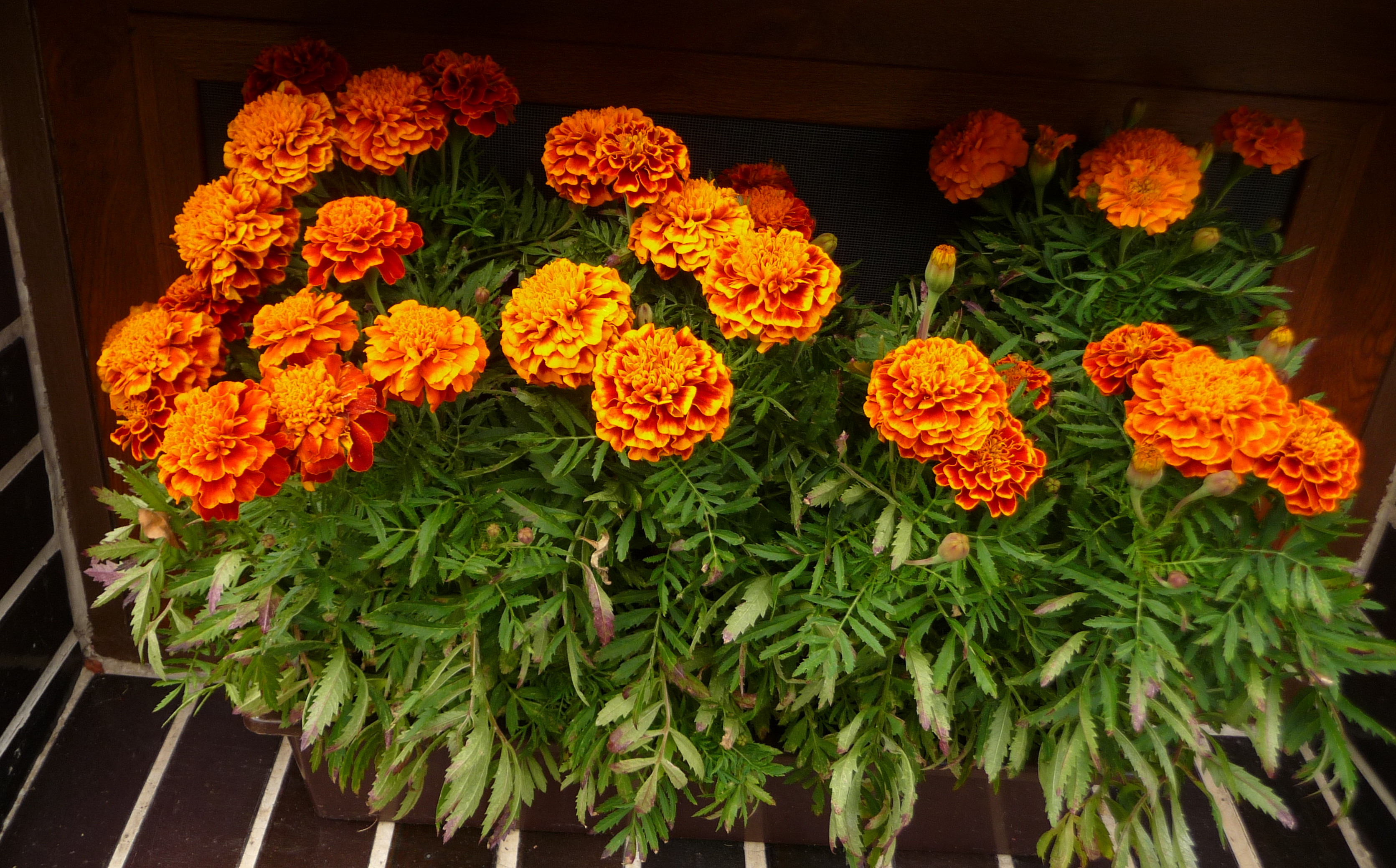 Tagetes Patula