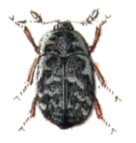 Trogoderma glabrum