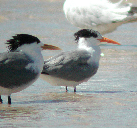 Ficheiro:Lesser-crested Tern bribie oct02.jpg