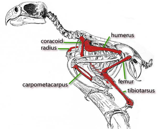 File: Lydekker Skeleton Parrot com Saint Croix Macaw ossos in.jpg coloridas