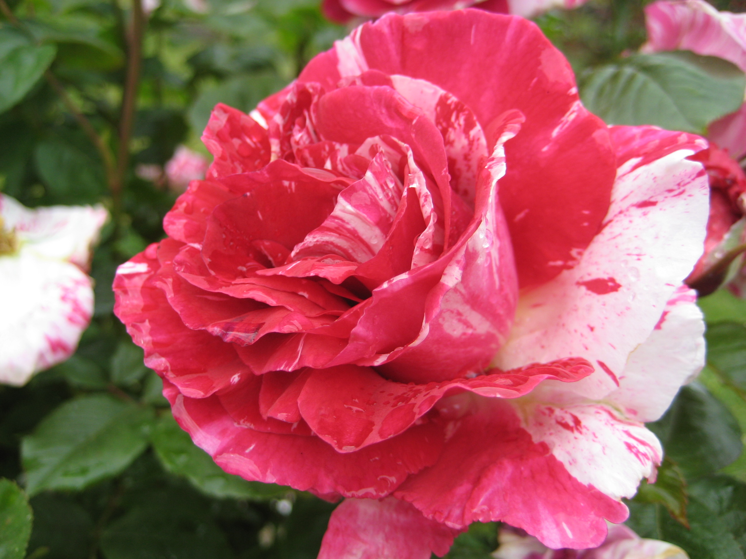 File:Rose Flowers.JPG - Wikimedia Commons